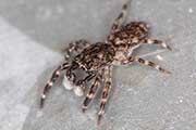Jumping Spider (Proszynellus sp) (Proszynellus sp)